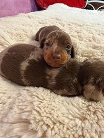 Bassotto tedesco nano kaninchen a pelo corto Enci