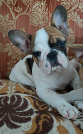 Ultima cucciola di Bulldog Francese esotico