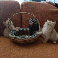 British Shorthair pedigree wcf