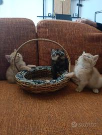 British Shorthair pedigree wcf