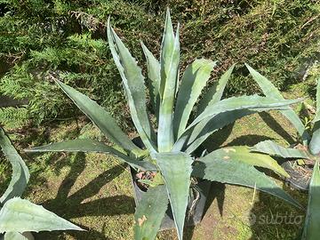 Agave