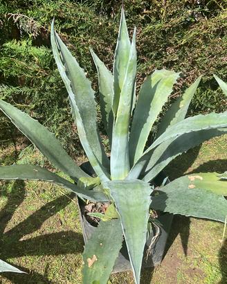Agave