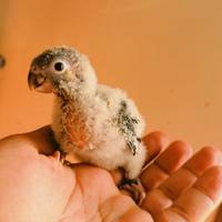 Pullo pyrrhura molinae