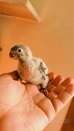 Pullo pyrrhura molinae