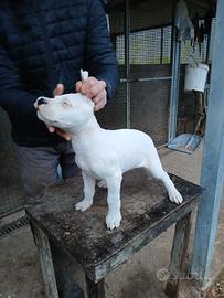 Dogo Argentino