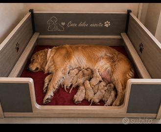 Golden Retriever cuccioli Americani