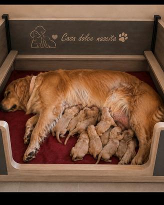 Golden Retriever cuccioli Americani