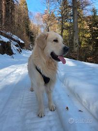 Cane golden retriever maschio per monta