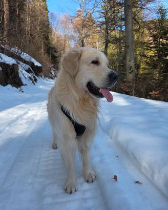 Cane golden retriever maschio per monta