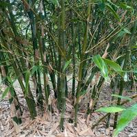 Canne di Bambù holdamii