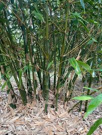 Canne di Bambù holdamii