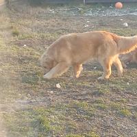 Golden vogliono una famiglia