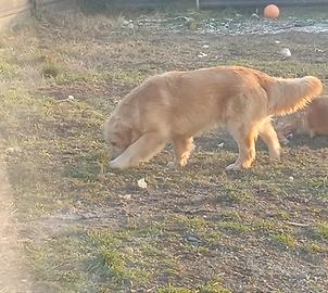 Golden vogliono una famiglia