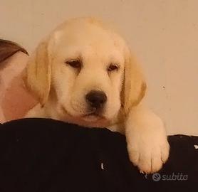 Cuccioli GIALLI di Labrador con Pedigree