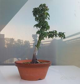 Bonsai Acero Palmato Shishigashira