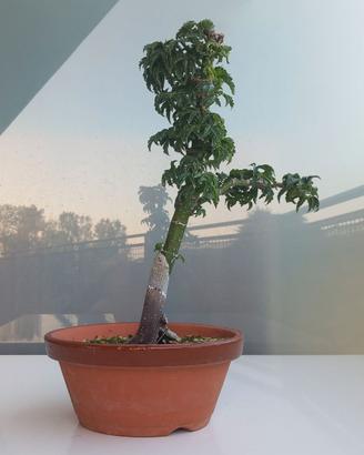 Bonsai Acero Palmato Shishigashira