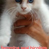 Femminuccie ragdoll
