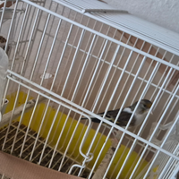 Ibrido di cardellino di colore