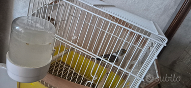 Ibrido di cardellino di colore