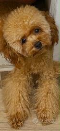 Barboncino maschio -7 mesi, Pedigree Enci