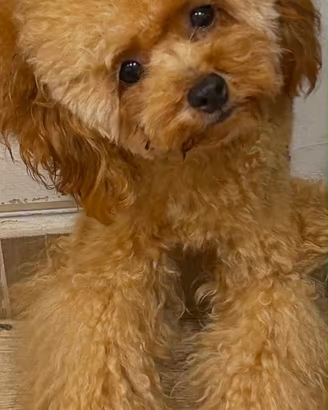 Barboncino maschio -7 mesi, Pedigree Enci