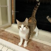 Priscilla gatta 10 mesi