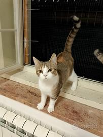 Priscilla gatta 10 mesi