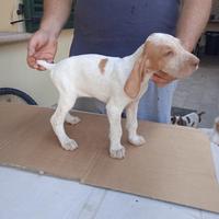 Cuccioli di spinone italiano