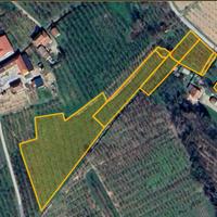 Terreno agricolo coltivato a nocciole - Neive (zon