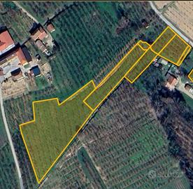 Terreno agricolo coltivato a nocciole - Neive (zon