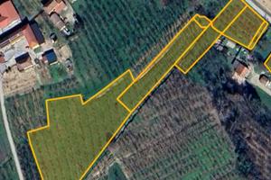 Terreno agricolo coltivato a nocciole - Neive (zon