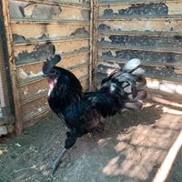 Galletto Cemani