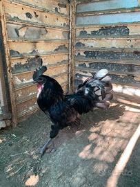 Galletto Cemani