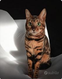 Bengala Femmina con Pedigree - elegante,alta quali