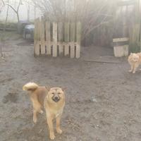 Shiba-inu cuccioloni