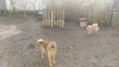 Shiba-inu cuccioloni