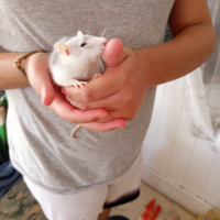 Ratti domestici dumbo allevati a mano