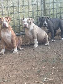 American bully cuccioli XL