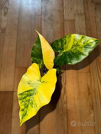 Alocasia macrorrhiza 'Aurea' variegata