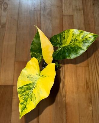 Alocasia macrorrhiza 'Aurea' variegata