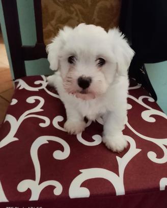 Cucciolo maltese Toy