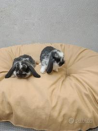 Conigli nani ariete mini lop