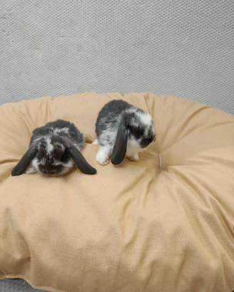 Conigli nani ariete mini lop