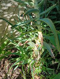 Talee di pianta Aloe Arborescens Mill