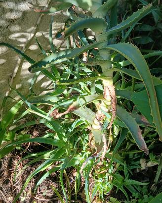 Talee di pianta Aloe Arborescens Mill