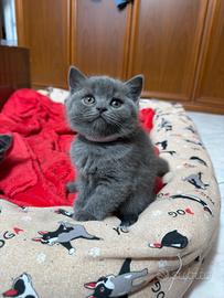 British shorthair blu