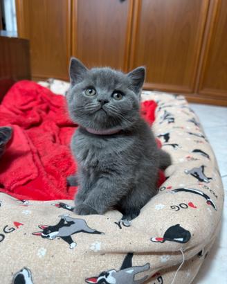 British shorthair blu