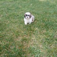 Shih Tzu