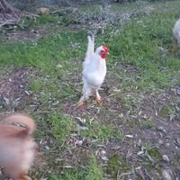 Galli di razze diverse