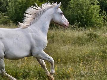 Puledra appaloosa un anno